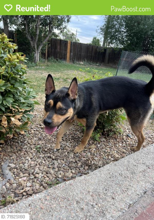 Reunited Male Dog last seen Hoffman Heights, Aurora, CO 80011, USA, Aurora, CO 80011