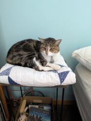 Lost Male Cat last seen Modesto and Holbrook, Albuquerque, NM 87122