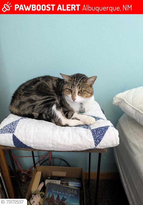 Lost Male Cat last seen Modesto and Holbrook, Albuquerque, NM 87122