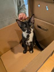 Shelter Stray Female Cat last seen Near E Madison St, City of Eau Claire, WI, 3900 Old Town Hall Rd, Eau Claire, WI 54701, USA