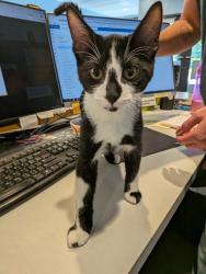 Shelter Stray Male Cat last seen Near E Madison St, City of Eau Claire, WI, 3900 Old Town Hall Rd, Eau Claire, WI 54701, USA