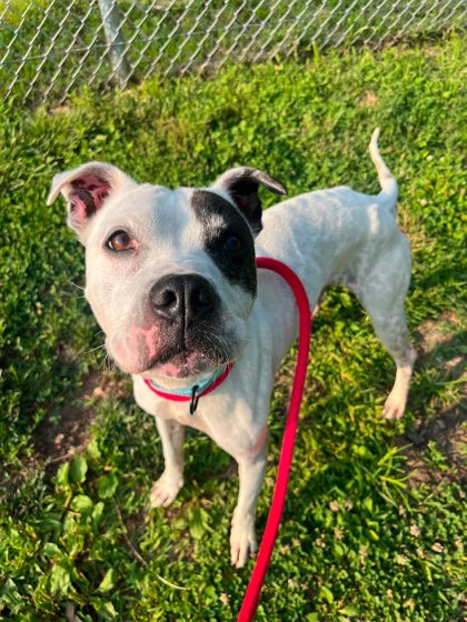 Shelter Stray Male Dog last seen Near blk St Paul, 21202, MD, 2490 Giles Rd, Baltimore, MD 21225, USA
