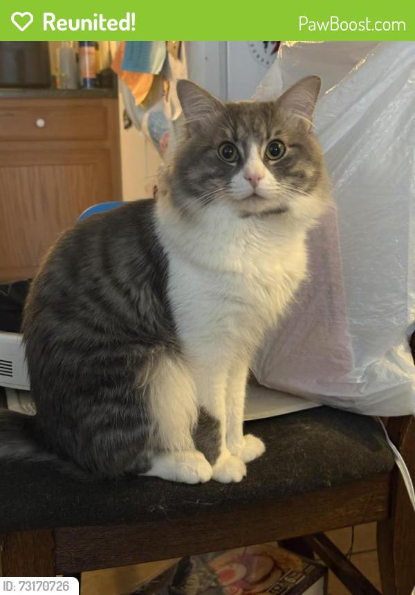 Reunited Male Cat last seen Horizon Village and Palm Village, Las Vegas, NV 89183
