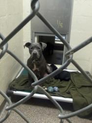 Shelter Stray Female Dog last seen Near Savannah Highway, Charleston County, SC, 2455 Remount Rd, North Charleston, SC 29406, USA