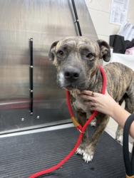 Shelter Stray Female Dog last seen Highway 41 and Tuxbury Farm Road, City of Charleston, SC, 2455 Remount Rd, North Charleston, SC 29406, USA