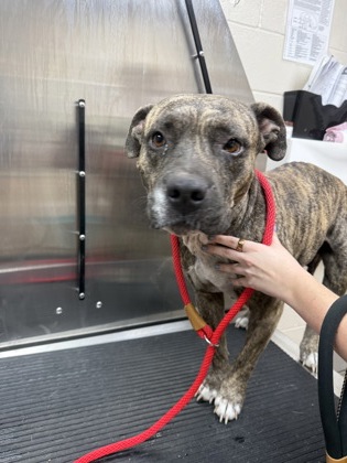 Shelter Stray Female Dog last seen Highway 41 and Tuxbury Farm Road, City of Charleston, SC, 2455 Remount Rd, North Charleston, SC 29406, USA