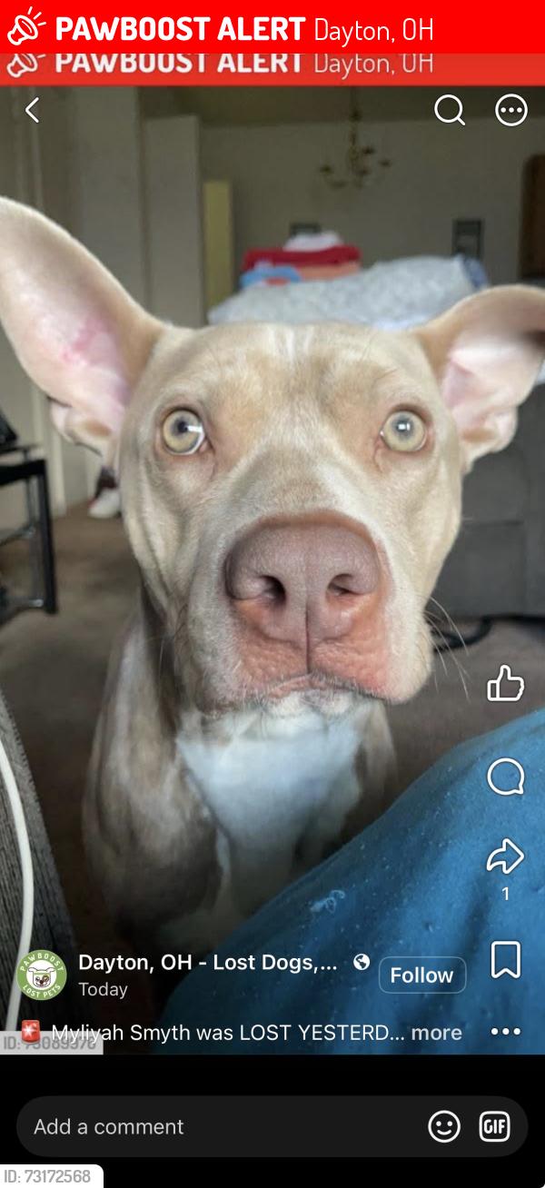 Lost Male Dog last seen belmont area, Dayton, OH 45403
