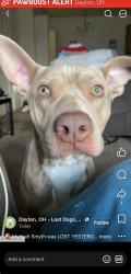 Lost Male Dog last seen belmont area, Dayton, OH 45403