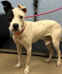 Shelter Stray Female Dog last seen Near Boring Rd, 30034, GA, 3280 Chamblee Dunwoody Rd, Chamblee, GA 30341, USA