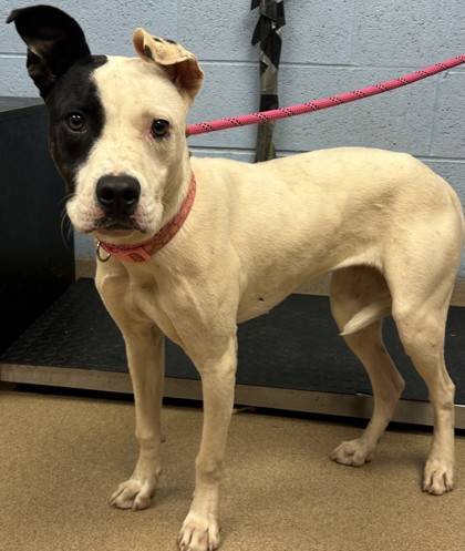 Shelter Stray Female Dog last seen Near Boring Rd, 30034, GA, 3280 Chamblee Dunwoody Rd, Chamblee, GA 30341, USA