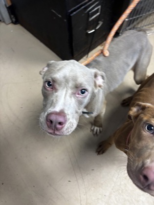 Shelter Stray Male Dog last seen Near Forest Path Stone Mountain, 30088, 30088, GA, 3280 Chamblee Dunwoody Rd, Chamblee, GA 30341, USA