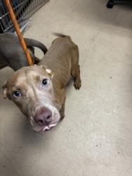 Shelter Stray Female Dog last seen Near Forest Path Stone Mountain, 30088, 30088, GA, 3280 Chamblee Dunwoody Rd, Chamblee, GA 30341, USA