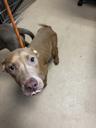 Shelter Stray Female Dog last seen Near Forest Path Stone Mountain, 30088, 30088, GA, 3280 Chamblee Dunwoody Rd, Chamblee, GA 30341, USA