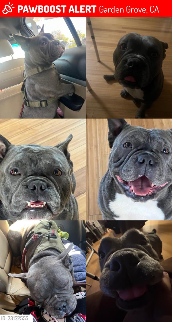 Lost Male Dog last seen Near acacia Ave garden grove, Garden Grove, CA 92841
