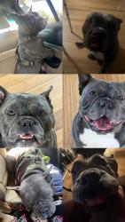 Lost Male Dog last seen Near acacia Ave garden grove, Garden Grove, CA 92841