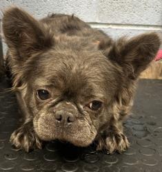 Shelter Stray Female Dog last seen Near Midvale Cove, 30084, GA, 3280 Chamblee Dunwoody Rd, Chamblee, GA 30341, USA