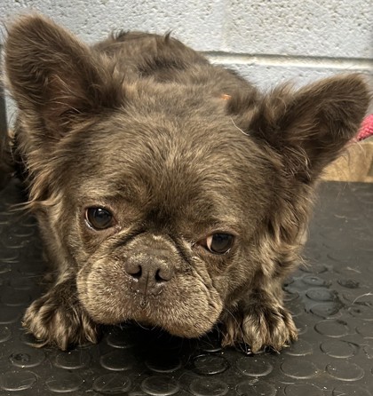 Shelter Stray Female Dog last seen Near Midvale Cove, 30084, GA, 3280 Chamblee Dunwoody Rd, Chamblee, GA 30341, USA