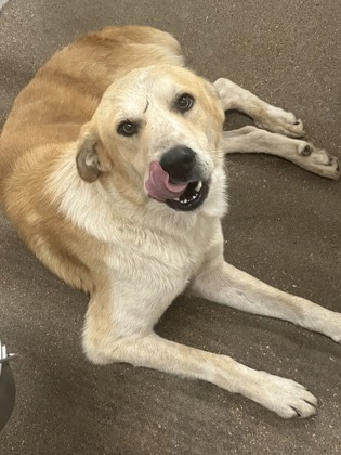 Shelter Stray Male Dog last seen sports complex, District 3 - East Cleburne, TX, 2375 Service Dr, Cleburne, TX 76033, USA