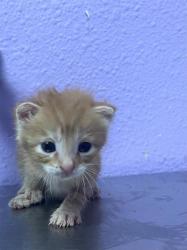 Shelter Stray Male Cat last seen Near McCombs, Outside City/County, NM, 5001 Fred Wilson Ave, El Paso, TX 79906, USA