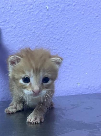 Shelter Stray Male Cat last seen Near McCombs, Outside City/County, NM, 5001 Fred Wilson Ave, El Paso, TX 79906, USA