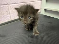 Shelter Stray Female Cat last seen Near WHITETAIL DR, EL PASO, TX, 79924, CITY of El Paso, TX, 5001 Fred Wilson Ave, El Paso, TX 79906, USA