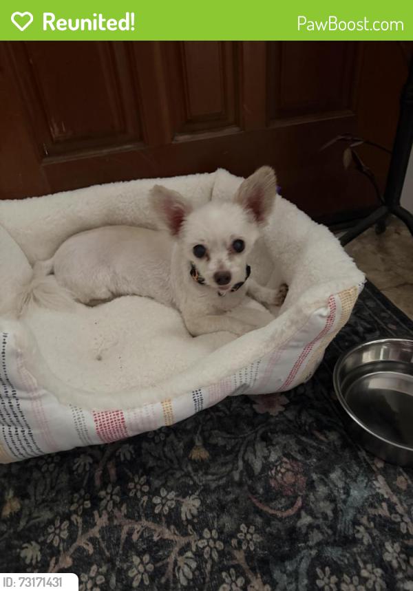 Reunited Female Dog last seen Niessen Way and Fair Oaks Blvd, Fair Oaks, CA 95628