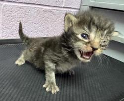 Shelter Stray Female Cat last seen Near WHITETAIL DR, EL PASO, TX, 79924, CITY of El Paso, TX, 5001 Fred Wilson Ave, El Paso, TX 79906, USA