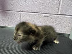 Shelter Stray Female Cat last seen Near WHITETAIL DR, EL PASO, TX, 79924, CITY of El Paso, TX, 5001 Fred Wilson Ave, El Paso, TX 79906, USA