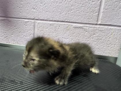 Shelter Stray Female Cat last seen Near WHITETAIL DR, EL PASO, TX, 79924, CITY of El Paso, TX, 5001 Fred Wilson Ave, El Paso, TX 79906, USA