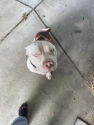 Reunited Male Dog last seen Fairground Rd, Dunn, NC, USA, Dunn, NC 28339