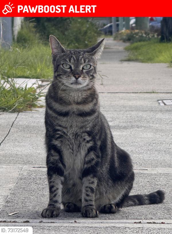 Lost Male Cat last seen Arbutus st and Derby st, Canley Heights, NSW 2166