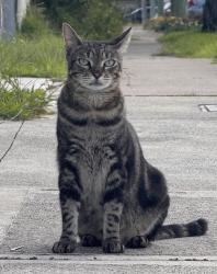 Lost Male Cat last seen Arbutus st and Derby st, Canley Heights, NSW 2166