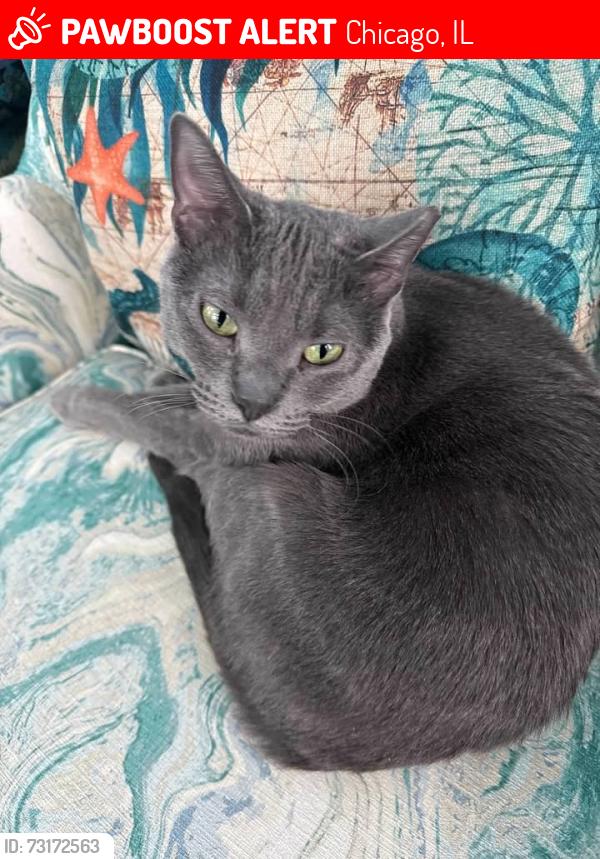 Lost Male Cat last seen 56th and Blackstone, Chicago, IL 60637