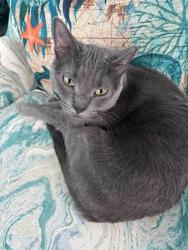 Lost Male Cat last seen 56th and Blackstone, Chicago, IL 60637