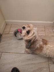 Found/Stray Unknown Dog last seen Valley Knows, Jamul, CA 91935