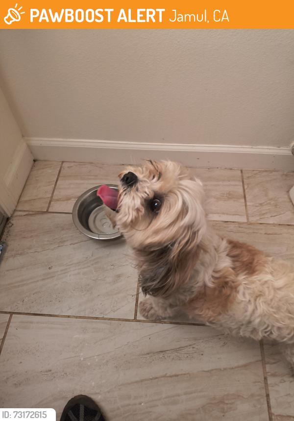 Found/Stray Unknown Dog last seen Valley Knows, Jamul, CA 91935