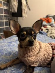 Lost Female Dog last seen Near FM1314, Conroe, TX 77302, Conroe, TX 77302