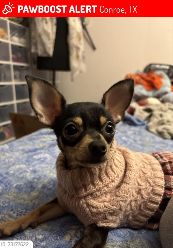 Lost Female Dog last seen Near FM1314, Conroe, TX 77302, Conroe, TX 77302