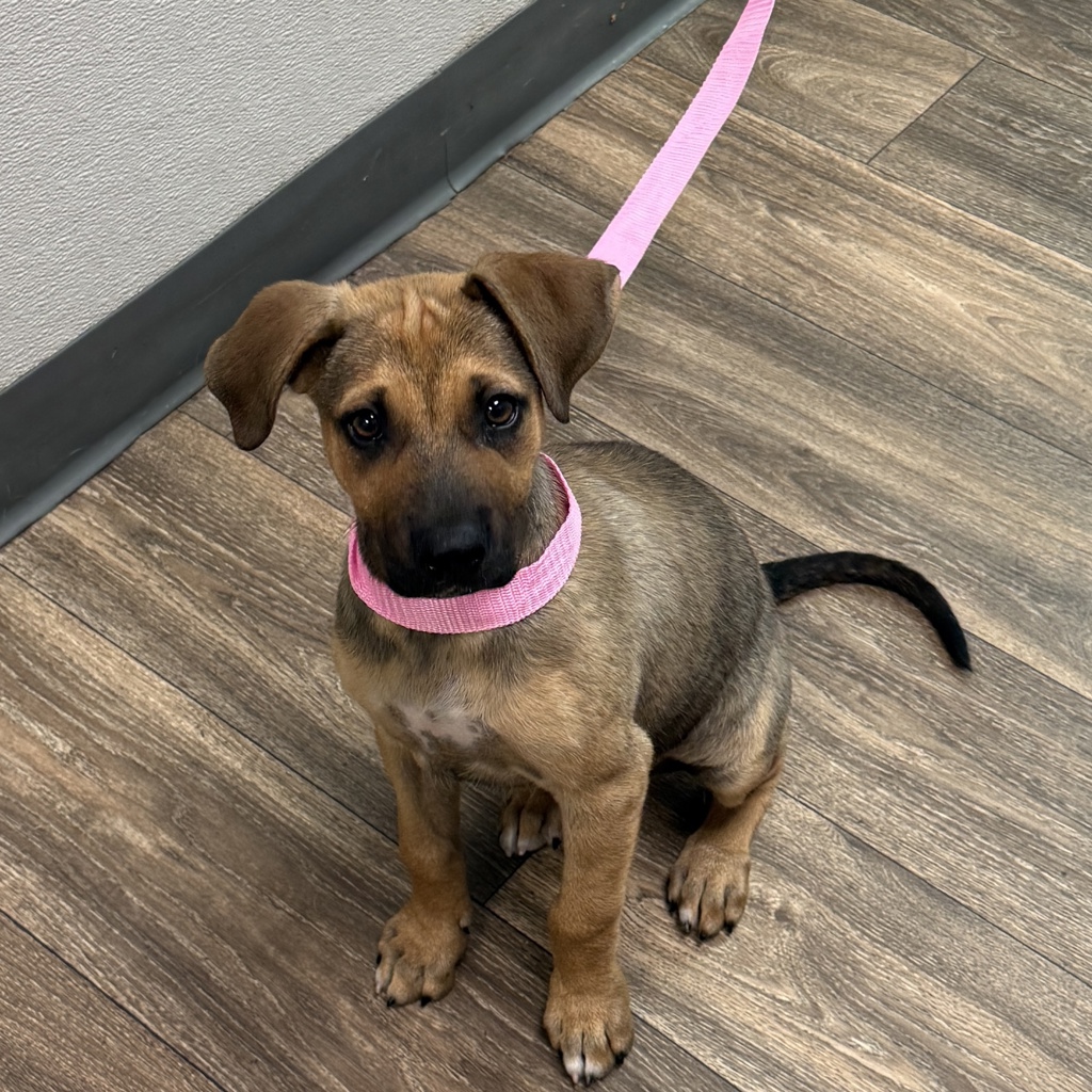 Shelter Stray Female Dog last seen University Avenue, San Diego, CA, 92105, 5500 Gaines St, San Diego, CA 92110, USA
