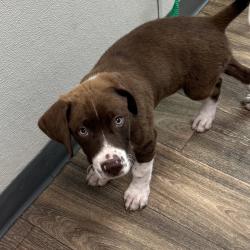 Shelter Stray Male Dog last seen University Avenue, San Diego, CA, 92105, 5500 Gaines St, San Diego, CA 92110, USA