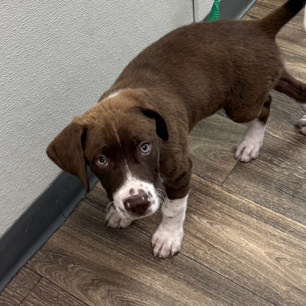 Shelter Stray Male Dog last seen University Avenue, San Diego, CA, 92105, 5500 Gaines St, San Diego, CA 92110, USA