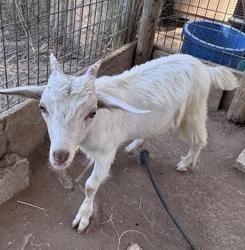 Shelter Stray Male Other last seen Near E Valley Parkway, Escondido, CA, 92027, Escondido, CA 92027, USA
