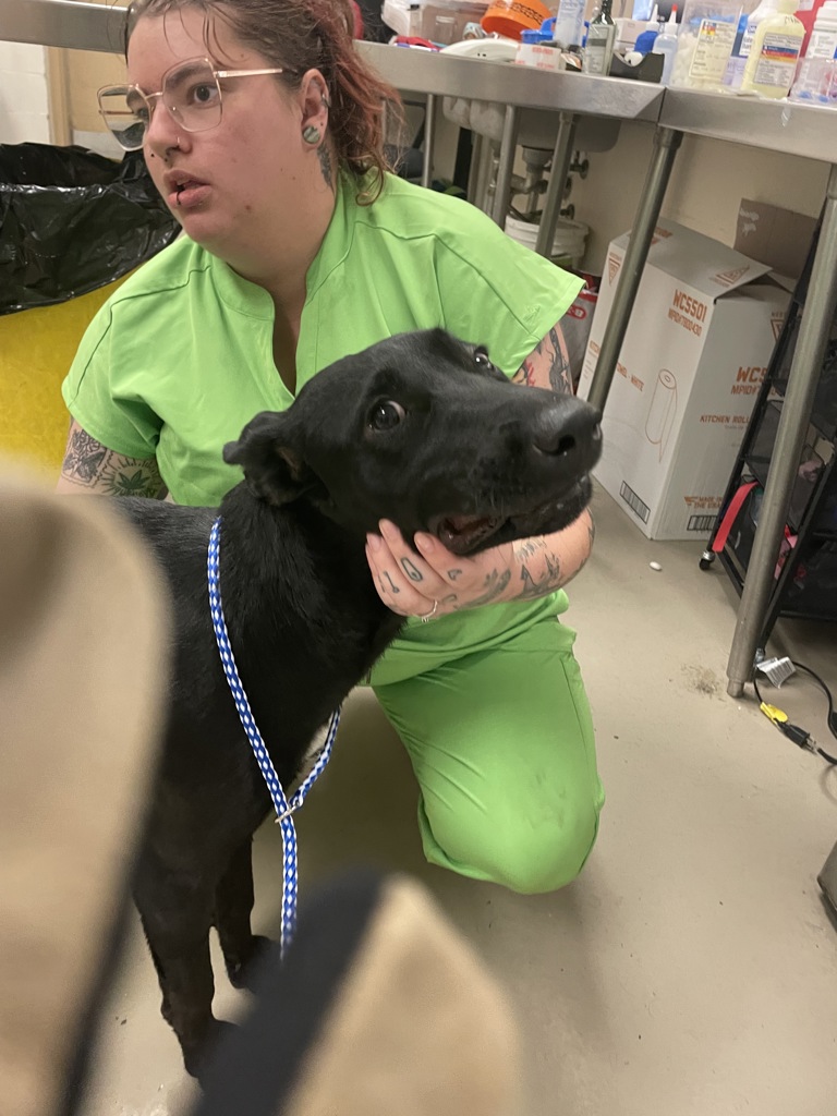Shelter Stray Male Dog last seen Near Park Plaza Drive, AUSTIN, TX, 78753, 7201 Levander Loop bldg a, Austin, TX 78702, USA