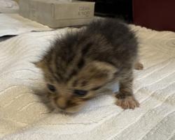Shelter Stray Male Cat last seen Near Stewart Drive, Vista, CA, 92083, Oceanside, CA 92058, USA