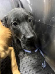 Shelter Stray Male Dog last seen AUSTIN, TX, 78751, 7201 Levander Loop bldg a, Austin, TX 78702, USA