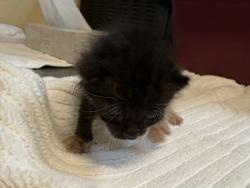 Shelter Stray Male Cat last seen Near Stewart Drive, Vista, CA, 92083, Oceanside, CA 92058, USA