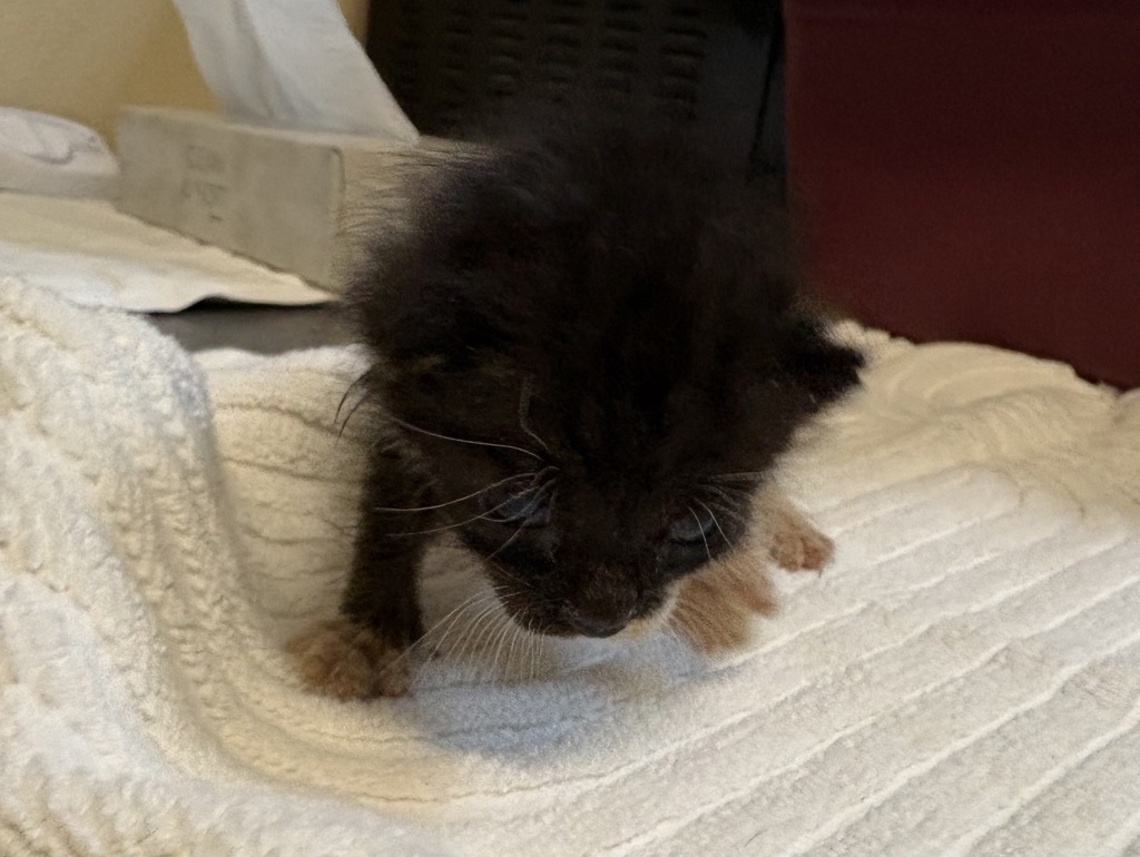 Shelter Stray Male Cat last seen Near Stewart Drive, Vista, CA, 92083, Oceanside, CA 92058, USA