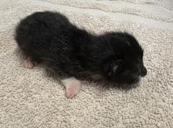 Shelter Stray Male Cat last seen La Torturga, Vista, CA, 92081, Oceanside, CA 92058, USA