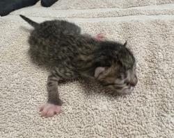 Shelter Stray Male Cat last seen La Torturga, Vista, CA, 92081, Oceanside, CA 92058, USA