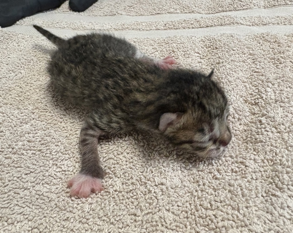 Shelter Stray Male Cat last seen La Torturga, Vista, CA, 92081, Oceanside, CA 92058, USA